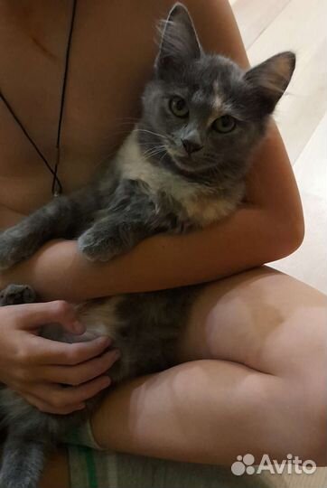 Котенок в добрые руки бесплатно