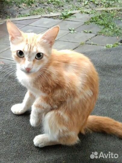 Кошка крысоловка