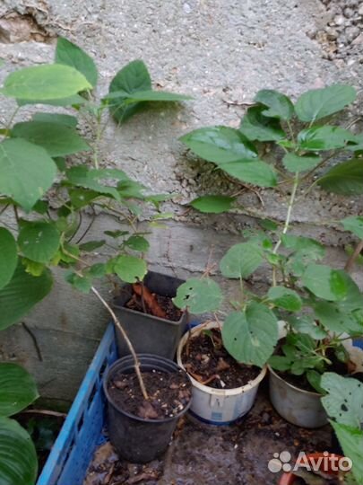 Гортензия древовидная Анабель