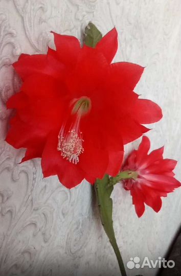 Комнатные и садовые растения (хойя, кактусы