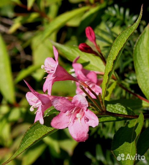 Вейгела цветущая, семена