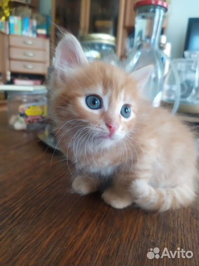 Метисы бенгала