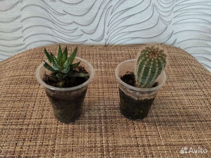 Суккуленты