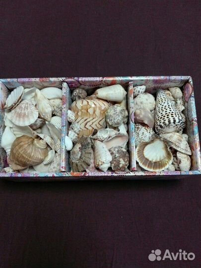 Большие ракушки океанические и морские, цена за вс