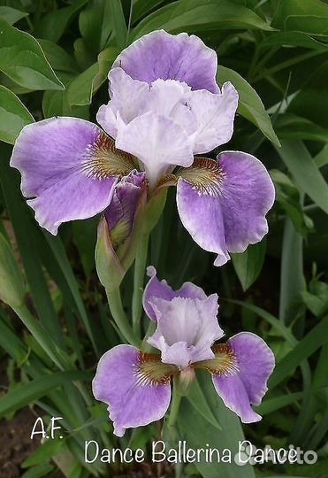 Ирис сибирский