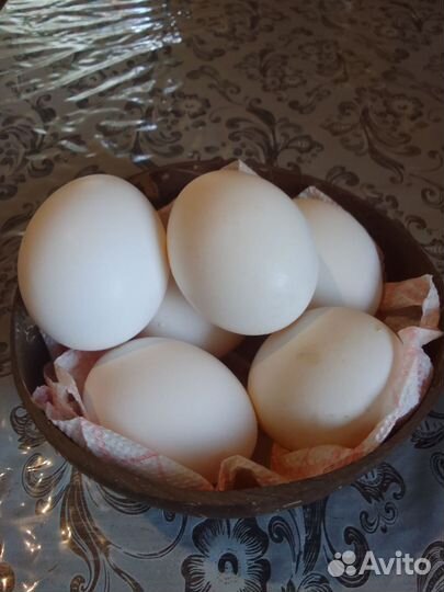 Домашние куриные яйца