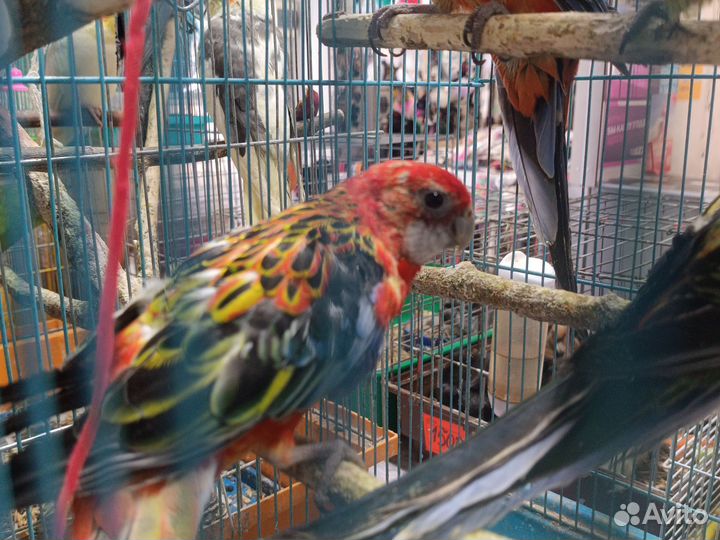 Попугай розелла