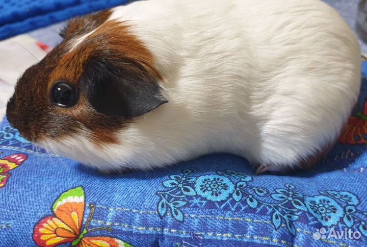 Морские свинки