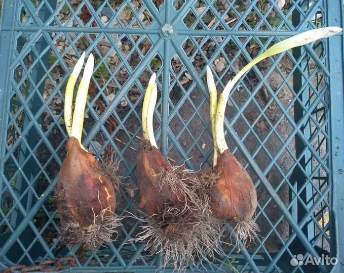 Безвременник