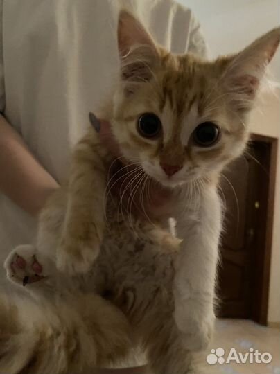 Кошка в дар бесплатно