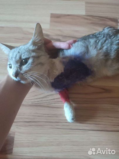 Котенок Девочка трехлапочка. В добрые руки