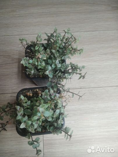 Традесканция