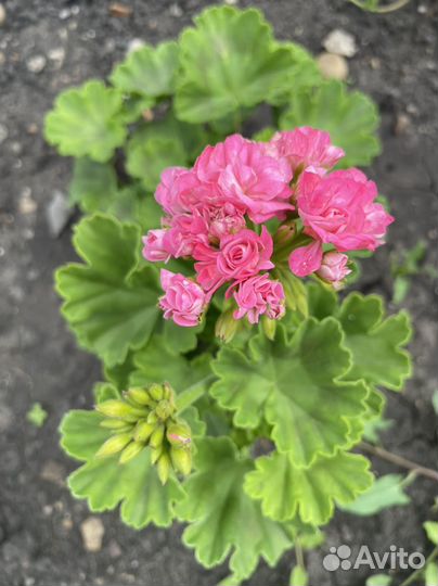 Пеларгония герань