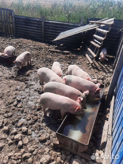 Продам поросят Ландрас сало домашнее,смалец