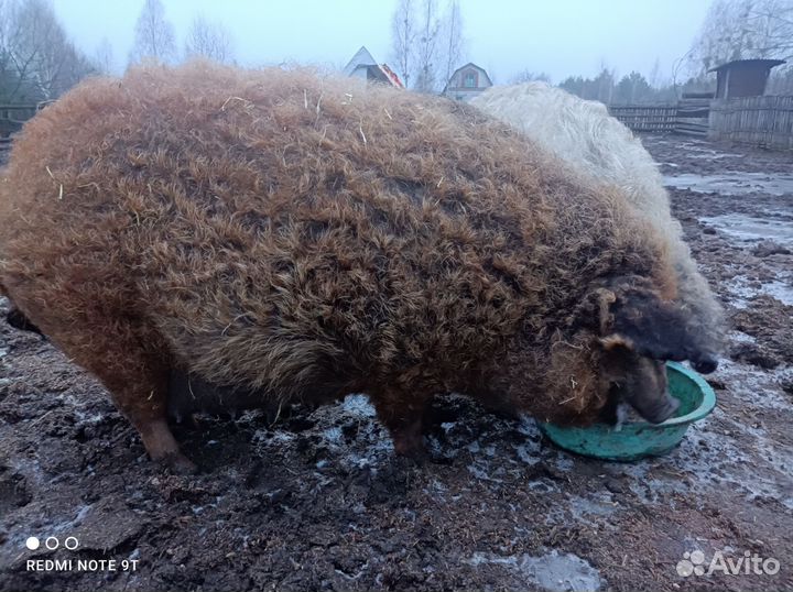 Поросята венгерской мангалицы