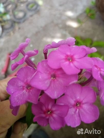 Семена и саженцы флоксов (смесь)