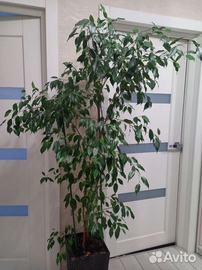 Фикус бенджамина большой