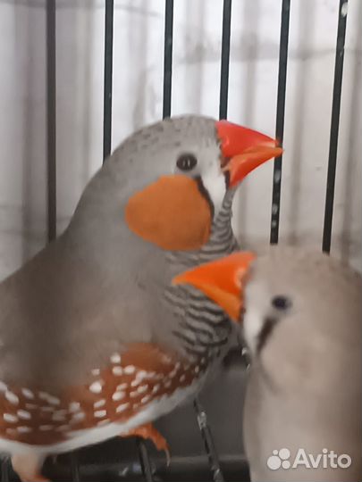 Продам пару амадинов