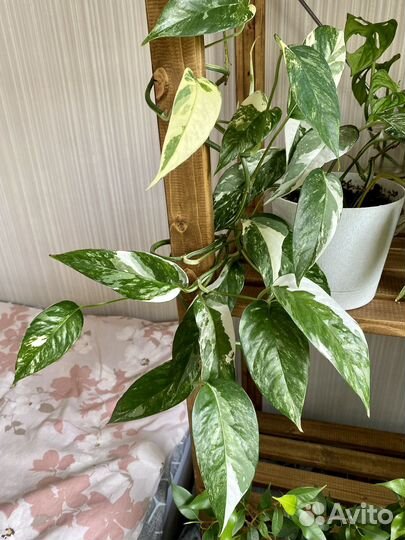 Эпипремнум пиннатум white вариегатный