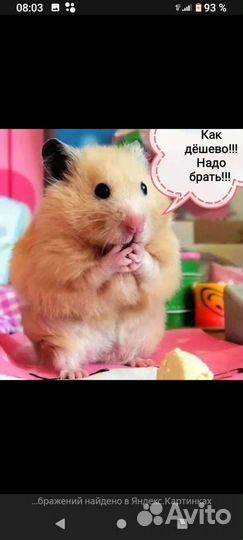 Хомячата малыши