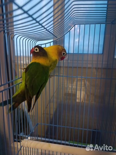 Попугаи неразлучники