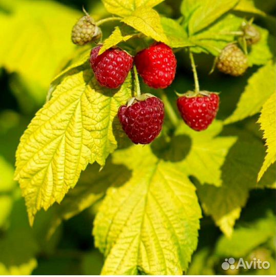 Малина, ежемалина