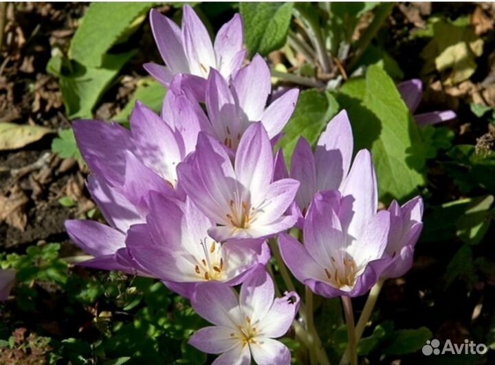 Луковицы безвременника