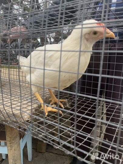 Куры минорка