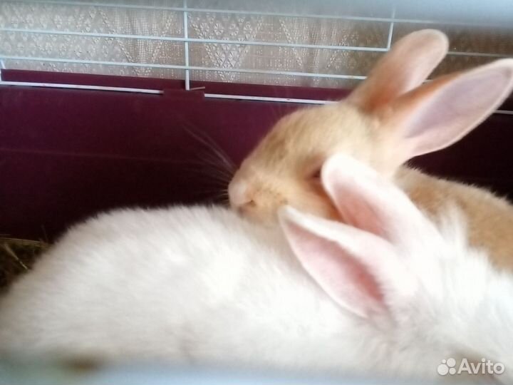 Декоративные кролики