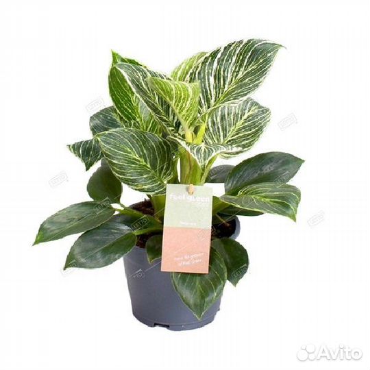 Филодендрон Вайт Вейв Philodendron White Wave 25/1