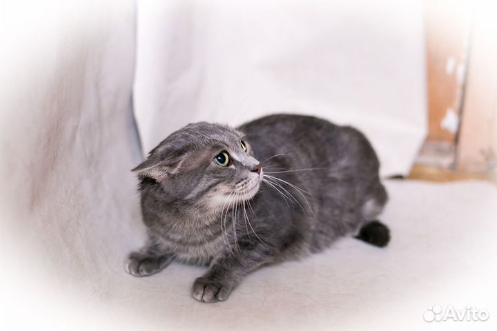 Кот Бориска