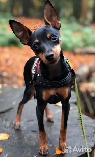 Мини пинчер