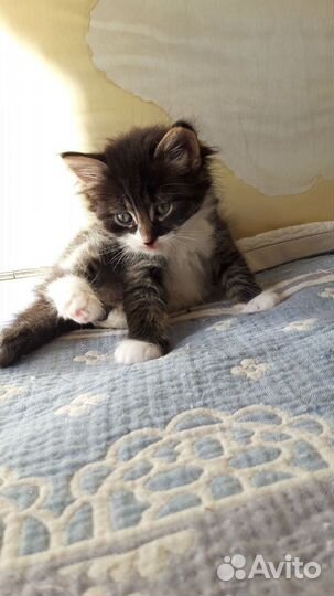 Кошка в дар