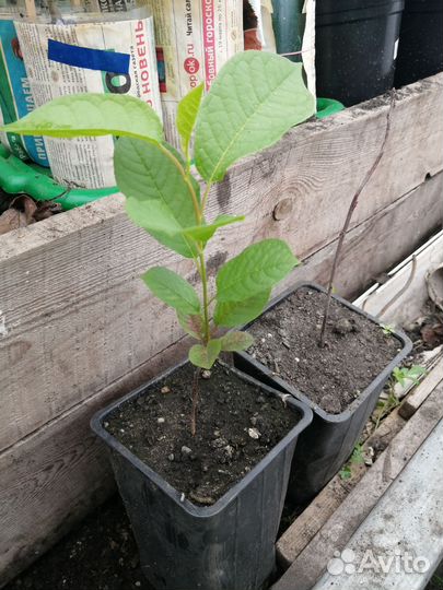 Черемуха краснолистная