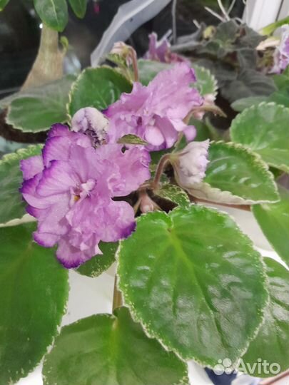 Цветущая фиалка для подарка