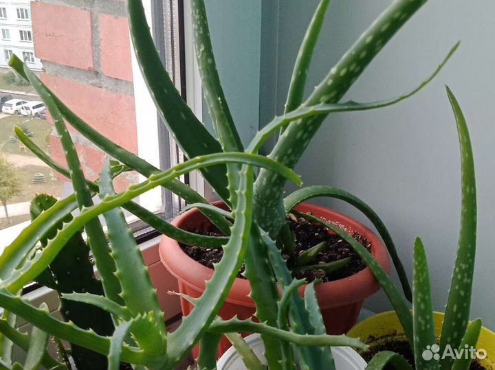 Алоэ, алоэ вера