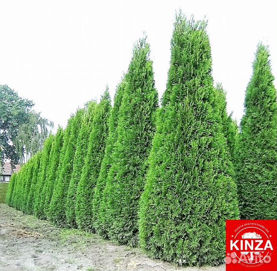 Туя смарагд 1,94 м