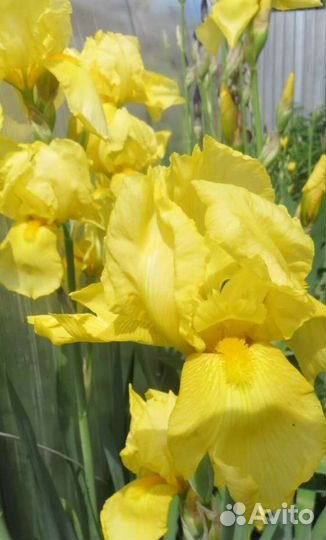 Ирисы бородатые желтые