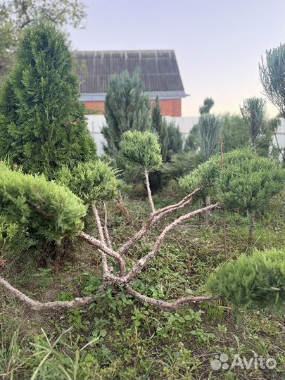 Можжевельник