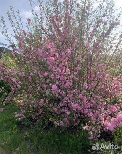 Сакура махровая 1-1,5метра