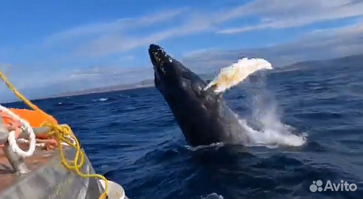 Выход в море и поиск китов