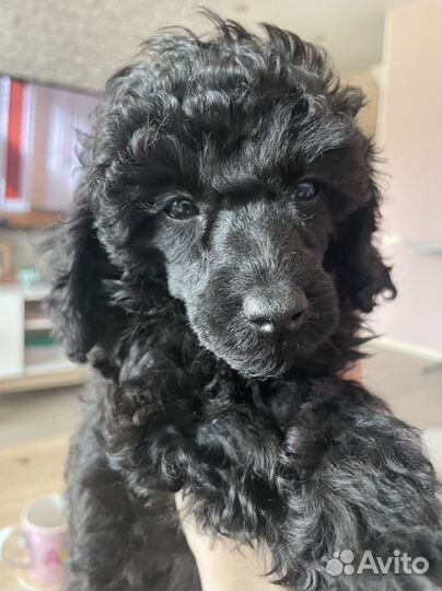 Щенки той пуделя