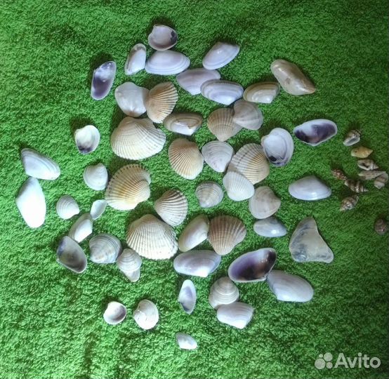 Ракушки, камушки, в коллекцию или для аквариума