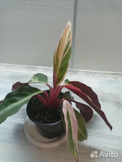 Строманта триколор