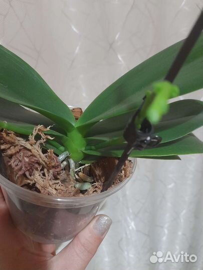 Орхидеи mds143e