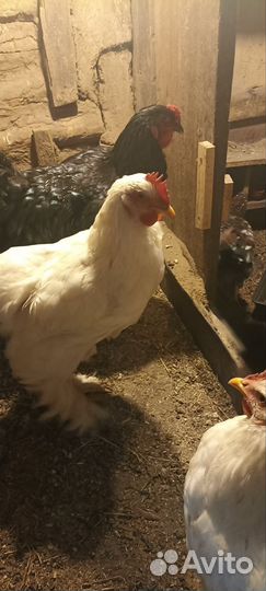 Молодые петухи