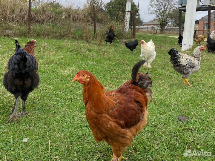 Куры молодняк
