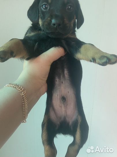 Собаки щенки таксы