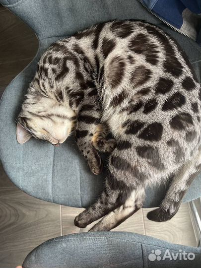 Бенгальский кот