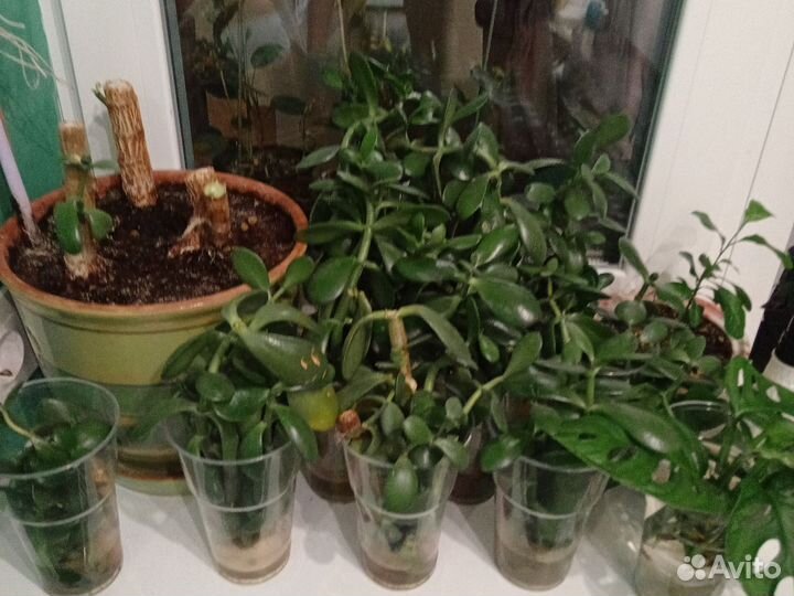 Толстянка (денежное дерево)